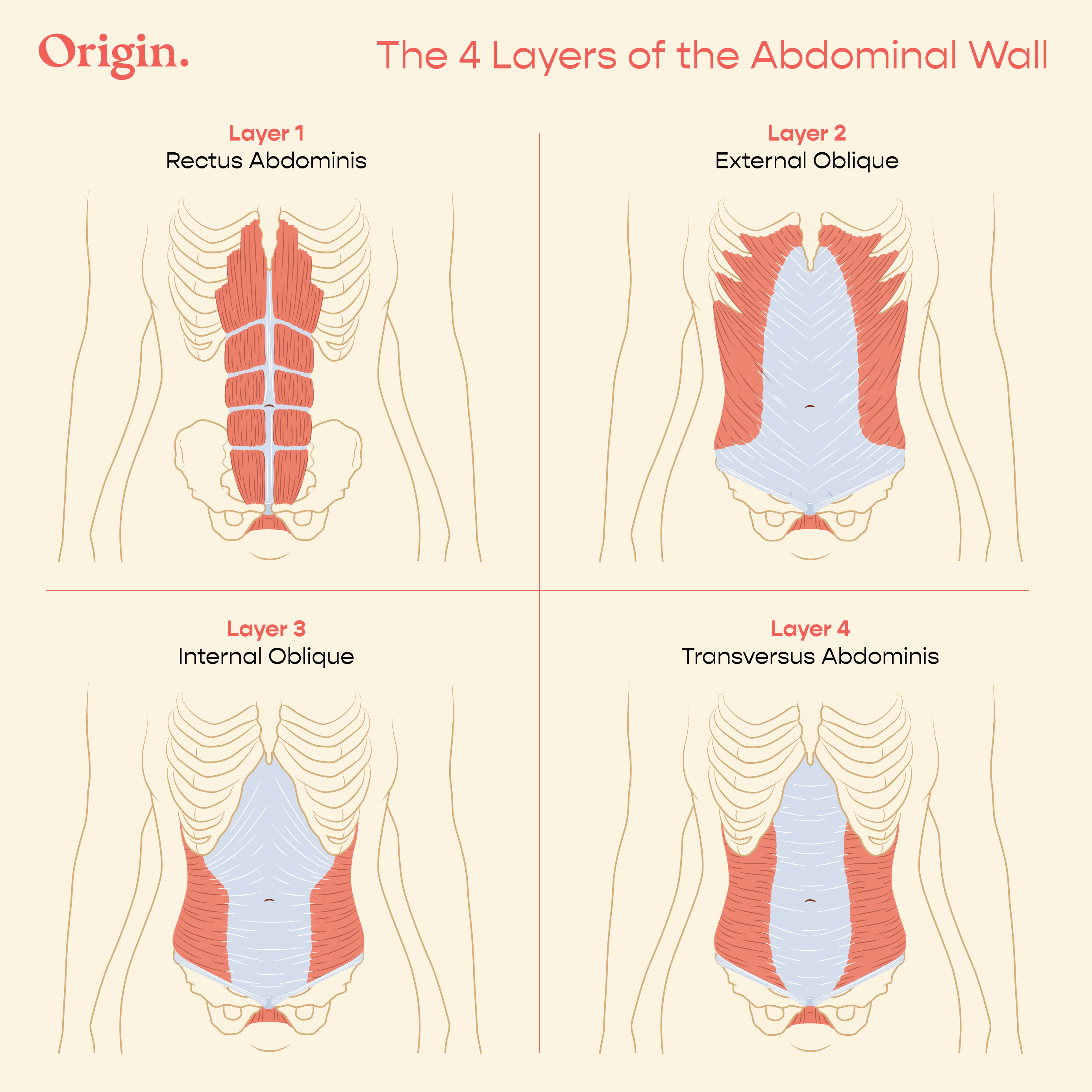 Anatomy of Your Abs & How They Work with Your Pelvic Floor
